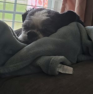 Meet your Posher, Dana